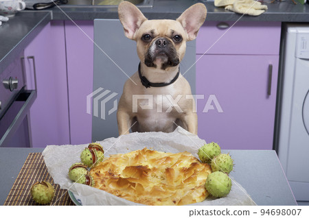 A french bulldog breed dog eats a delicious freshly made pie in a home kitchen staring straight at the camera, and spiky green chestnuts lie around the dish for an autumnal mood. 94698007