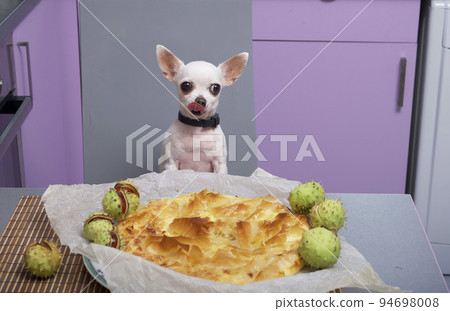 A small white Chihuahua dog eats a hot freshly made pie in a cozy home kitchen with his tongue sticking out in pleasure, and spiky green chestnuts lie around to create an autumn mood. 94698008