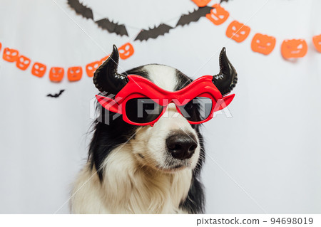 Trick or Treat concept. Funny puppy dog border collie dressed in halloween silly Satan devil eyeglasses costume on white background with halloween garland decorations. Preparation for Halloween party Trick or Treat concept. Funny puppy dog border collie dressed in halloween silly Satan devil eyeglasses costume on white background with halloween garland decorations. Preparation for Halloween party 94698019