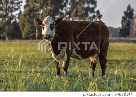 Livestock, Argentine meat production , in Buenos Aires countryside, Argentina Livestock, Argentine meat production , in Buenos Aires countryside, Argentina 94698144