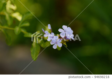藍莓石墨花水平組合 01 藍莓石墨花水平組合 01 94698218