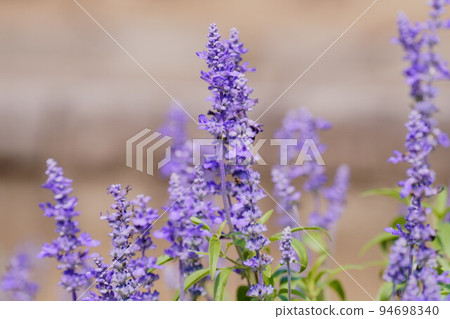 Salvia flower bed flower purple horizontal composition 01 Salvia flower bed flower purple horizontal composition 01 94698340