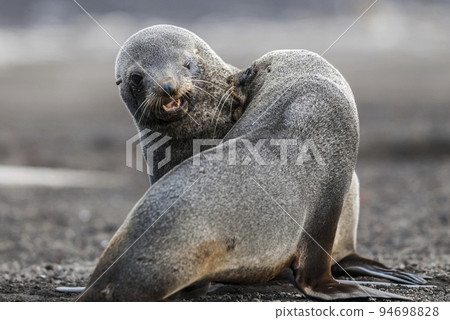 Antarctic fur seal,Arctophoca gazella,on Deception Island  beach, Antartic peninsula. 94698828