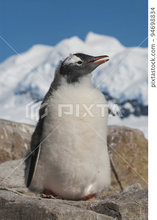 Gentoo Penguin, Pygoscelis papua,Neko Harbour,Antartica Peninsula. 94698834