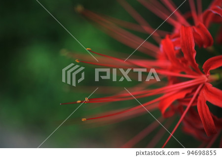 從上面聚集孤挺花 從上面聚集孤挺花 94698855