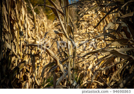 A Rows of dry corn plants 94698863