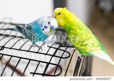 [Pet] A budgie that will preen its feathers 94698907