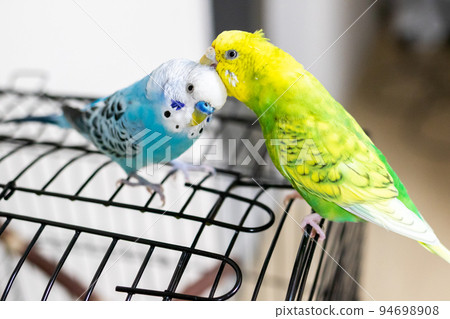 [Pet] A budgie that will preen its feathers 94698908