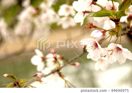Cherry blossoms herald the arrival of spring Cherry blossoms herald the arrival of spring 94698975