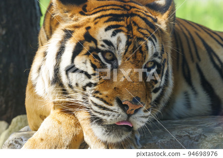 A powerful tiger A powerful tiger 94698976