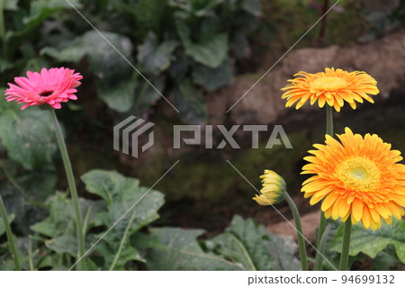 gerbera flower farm for harvest 94699132