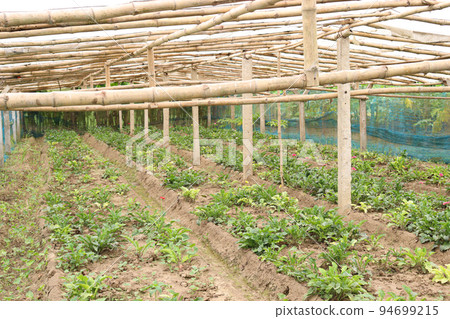 gerbera flower farm for harvest 94699215