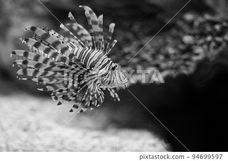 Lionfish swimming underwater 94699597