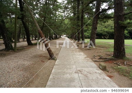 Izumo Taisha Shrine, on the pine approach Izumo Taisha Shrine, on the pine approach 94699694