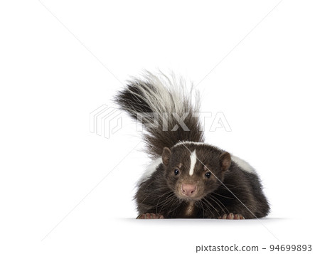 Skunk on white background Skunk on white background 94699893