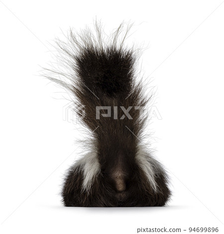 Skunk on white background Skunk on white background 94699896