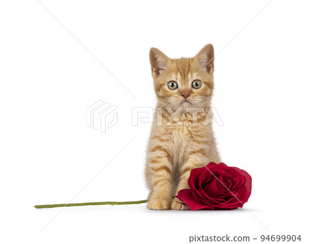 British Shorthair cat on white background 94699904