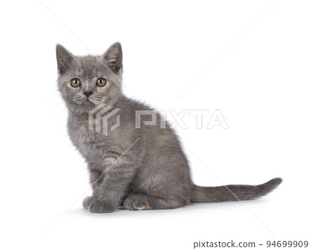 British Shorthair cat on white background 94699909