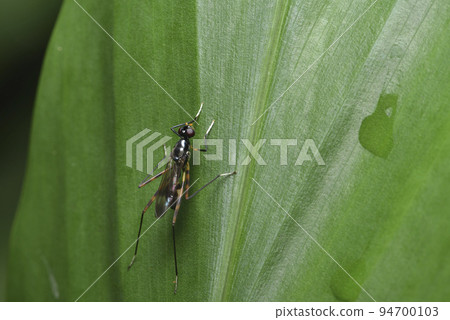 A winged insect perched on a green leaf 94700103