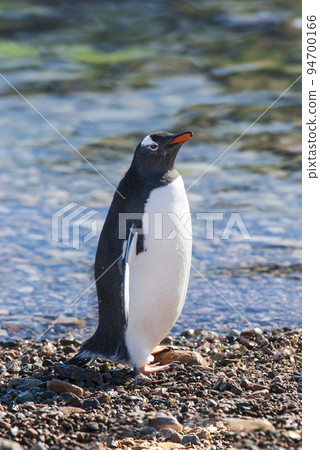 Gentoo penguin in Neko Harbor beach, Antarctic Peninsula. 94700166