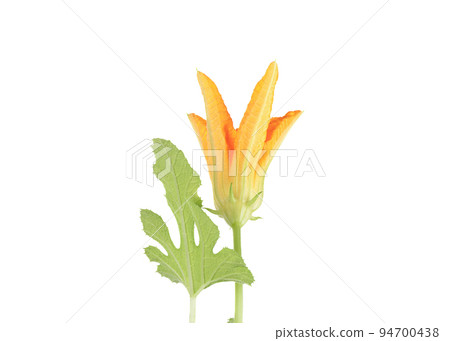 Open bud of a flowering zucchini flower and a green leaf. Open bud of a flowering zucchini flower and a green leaf. 94700438