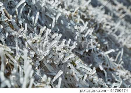 Grass blades in frost 94700474