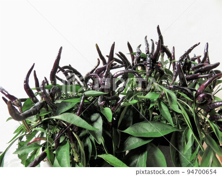 Ornamental Pepper Halloween Black Ornamental Pepper Halloween Black 94700654