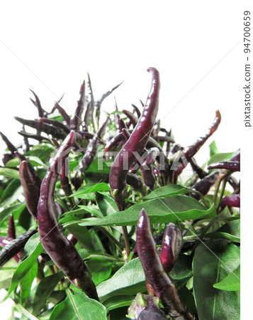 Ornamental Pepper Halloween Black 94700659