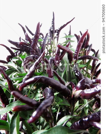 Ornamental Pepper Halloween Black 94700660