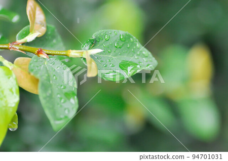 ficus pumila or climbing fig or MORACEAE and dew drop ficus pumila or climbing fig or MORACEAE and dew drop 94701031