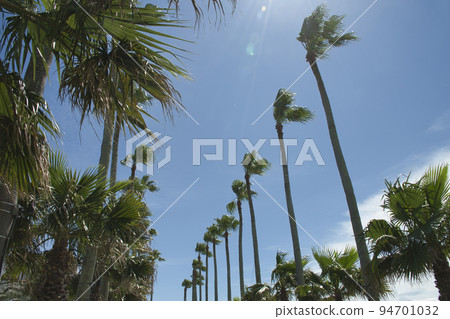 [Zushi City] A row of palm trees in Zushi Marina 94701032