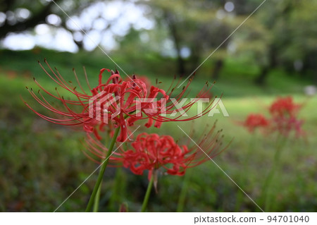 彼岸花（孤挺花）的初秋花 94701040