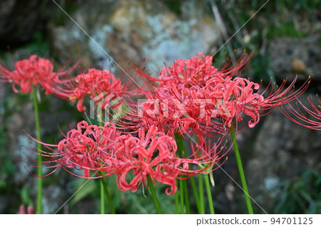 Higanbana (cluster amaryllis), stone wall and water droplets 94701125