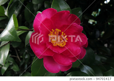 Camellia Camellia 94701417