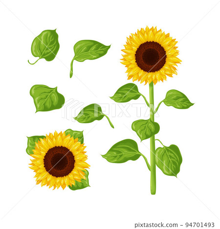 Sunflower. Image of a sunflower. The stem and flower of a sunflower with green leaves. Vector illustration isolated on a white background Sunflower. Image of a sunflower. The stem and flower of a sunflower with green leaves. Vector illustration isolated on a white background 94701493
