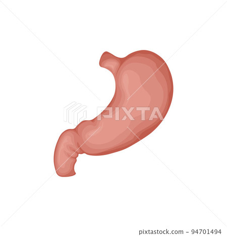 The human stomach. The anatomy of the human stomach. The internal organ of a person. Vector illustration isolated on a white background The human stomach. The anatomy of the human stomach. The internal organ of a person. Vector illustration isolated on a white background 94701494