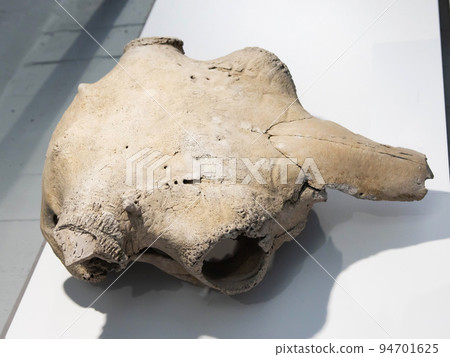 Large bison skull found during excavations Large bison skull found during excavations 94701625