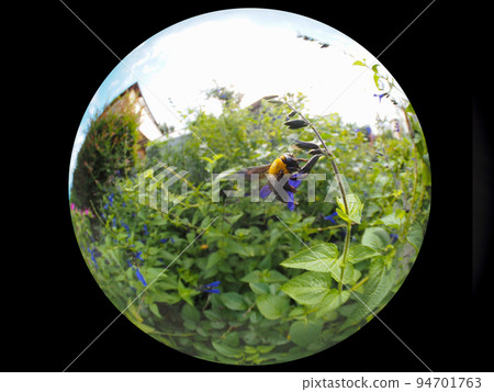 Carpenter bee Carpenter bee 94701763