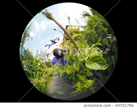 Carpenter bee Carpenter bee 94701766