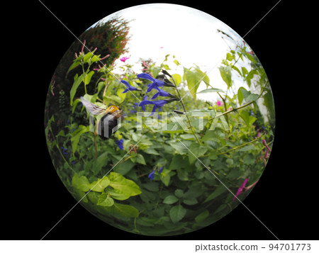 Carpenter bee Carpenter bee 94701773