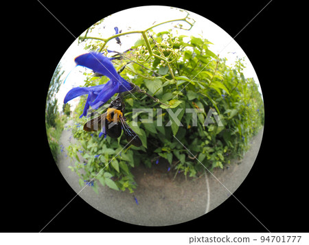 Carpenter bee 94701777