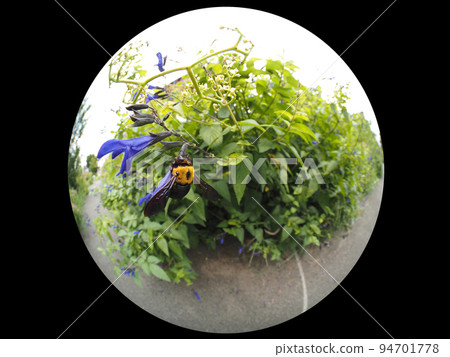 Carpenter bee Carpenter bee 94701778