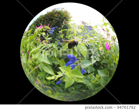 Carpenter bee Carpenter bee 94701782