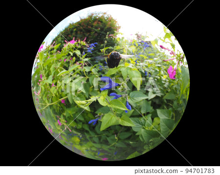 Carpenter bee Carpenter bee 94701783