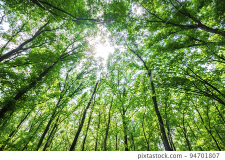 新鮮的綠色和陽光 94701807