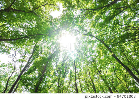 Fresh green and sunbeams Fresh green and sunbeams 94701808