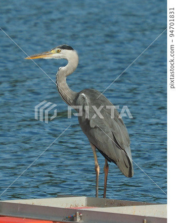 Gray Heron (Ardea cinerea) 94701831