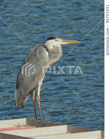 Gray Heron (Ardea cinerea) 94701841
