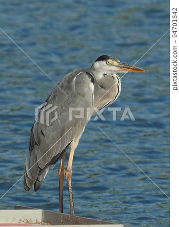 Gray Heron (Ardea cinerea) 94701842