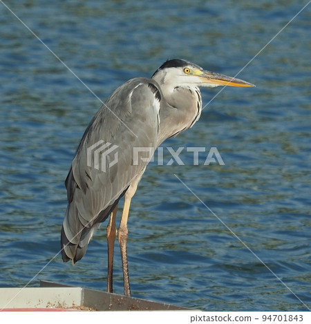 灰鷺 (Ardea cinerea) 94701843